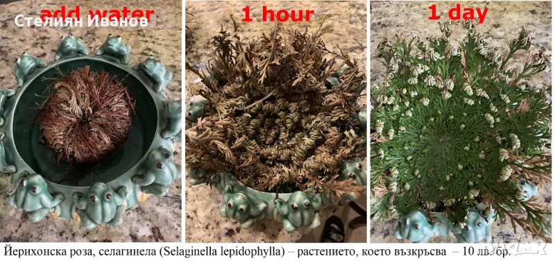 Йерихонска роза, rose of Jericho, селагинела (Selaginella lepidophylla), снимка 1