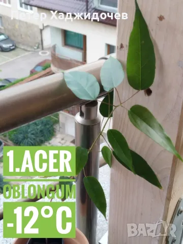 Продавам разсад от вечнозелен дъб и явор, снимка 1