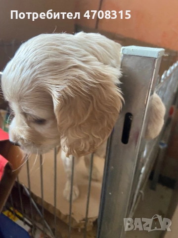 Кокер шпаньол момченце карамел, снимка 4 - Кокер шпаньол - 54156088