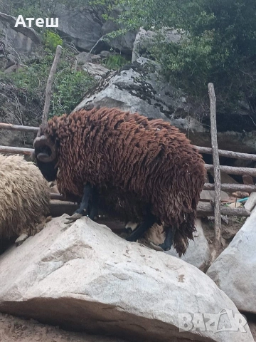 коч кочове за продан, снимка 4 - Овце - 53992264