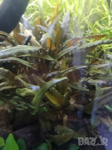 Растения и мъх за аквариум , снимка 5 - Аквариуми - 50336020