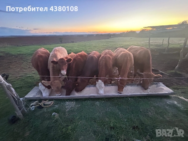 Свободни телета, снимка 7 - Крави - 52594778