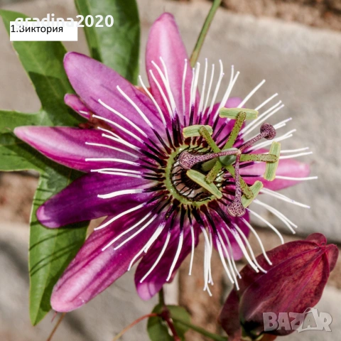 Пасифлора - Passiflora   Налични 5 вида 
