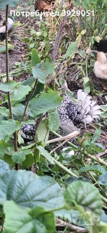 продавам ярки и петли зибрайт, снимка 12 - Кокошки и пуйки - 50129003