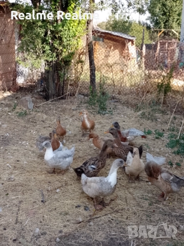 Продавам патици , снимка 3 - други­ - 52297401