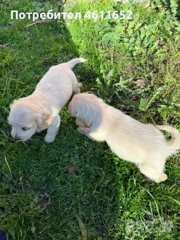 кокерчета, снимка 18 - Шпаньоли - 52281572