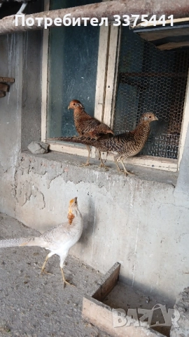 двойки червено златни и жълто златни фазани , снимка 8 - други­ - 52204680