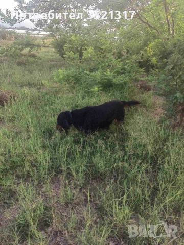 Шотландски сетер/Гордън, снимка 1