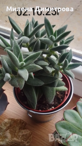 Красула Тенелли - Crassula mesembryanthemoides 'Tenelli / Ешеверия - Echeveria pulidonis Rondo , снимка 2 - Стайни растения - 50303443