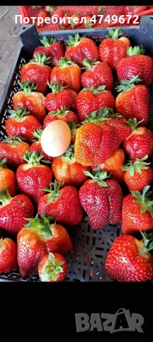 Предлагам хубав и качествен разсад , снимка 4 - Разсади - 53639754