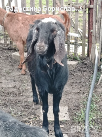 англо-нубийски козел , снимка 2 - Кози - 52746857