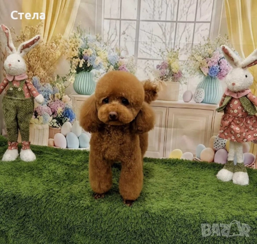 Момченце пудел/ male red poodle, снимка 11 - Пудели - 54227541