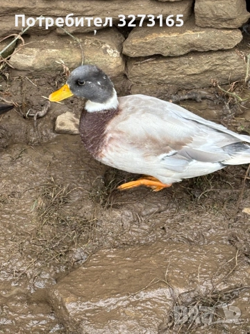 Чифт Калдък 