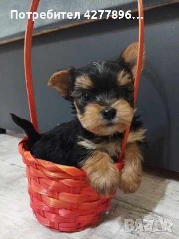 Йоркширски териер 