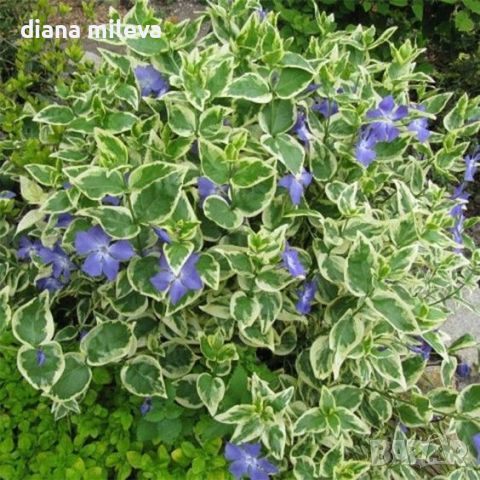 Винка Вариегатна, Vinca major Variegata, снимка 3 - Градински цветя и растения - 46316689