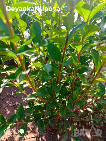 Лигуструм на гол корен за жив плет ., снимка 4 - Градински цветя и растения - 37346735