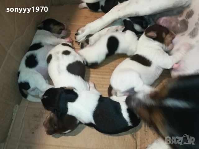 ДЖАК РЪСЕЛ-СЛАДКИ КУЧЕНЦА 2308251435, снимка 10 - Джак ръсел териер - 51464138