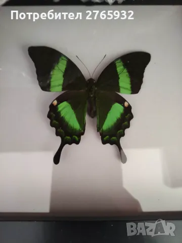 Истински Пеперуди в рамка, снимка 12 - Декорация за дома - 49843881