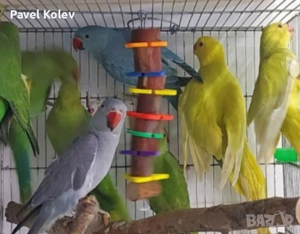 Коледна промоция на папагали , снимка 10 - Папагали - 52658145