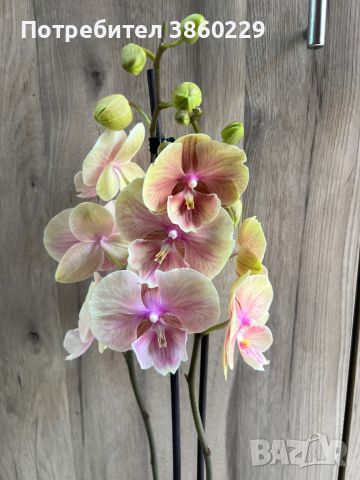 Орхидея фаленопсис, снимка 1 - Стайни растения - 45991607