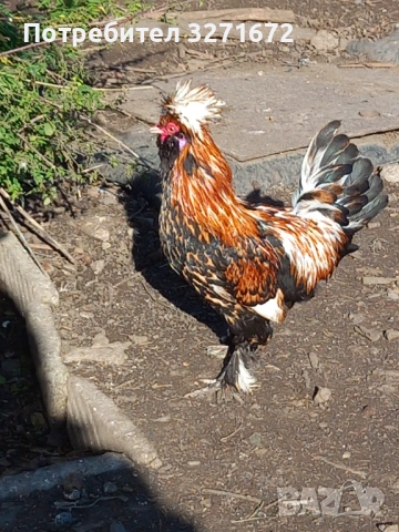 Оплодени яйца от павловска кокошка , снимка 2 - Кокошки и пуйки - 53253979