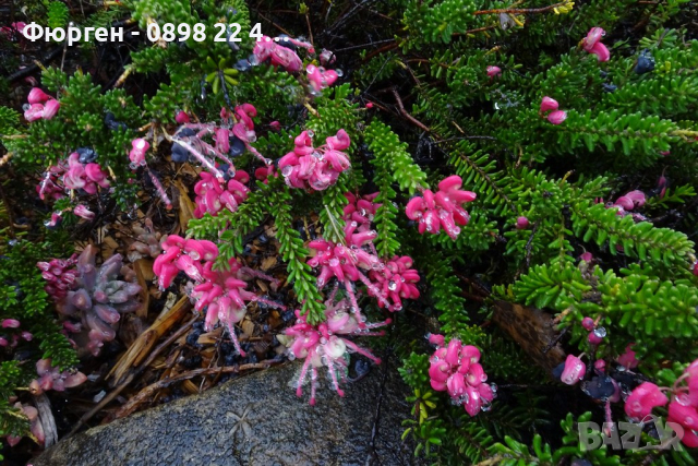 Гревилия (Червен паяк) Гревилея (Grevillea Mount Tamboritha), снимка 1 - Разсади - 45041831