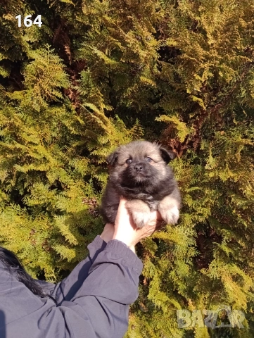 Немски Шпиц. Момче. 