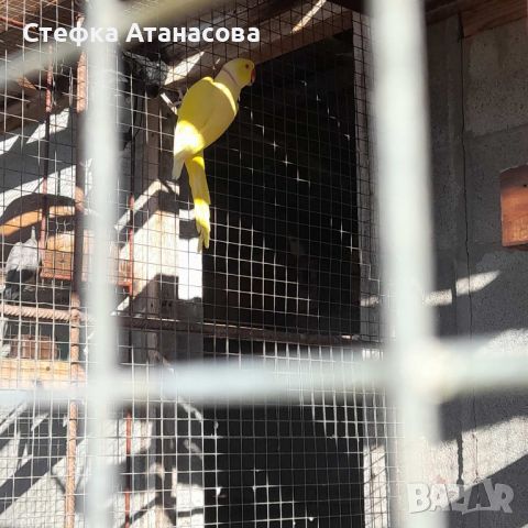 Папагали -малък и голям Александър , снимка 6 - Папагали - 46687182