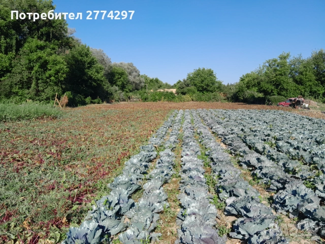 Червено зеле Попово , снимка 1