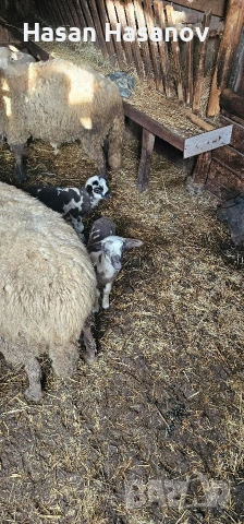 5 офце 4 агнета едната офца е бременна , снимка 4 - Други животни - 53302693