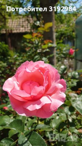 Рози, снимка 3 - Градински цветя и растения - 45479639