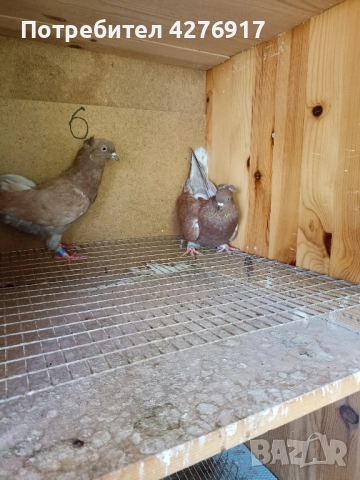 высоколетнии и выртлеви Гьльби различни породи и цветове , снимка 3 - Гълъби - 52331084