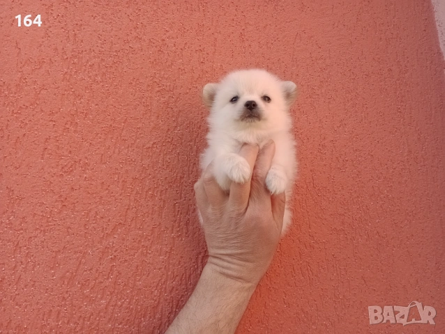 Мини Шпиц - Померан. Мъжки и женски кученца., снимка 6 - Померан - 53710741