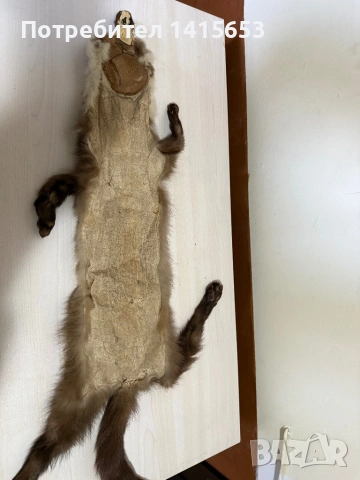 Продавам препарирана кожа белка, пор, снимка 4 - Други ценни предмети - 53075239