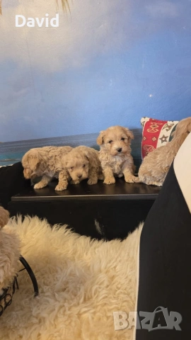 maltipoo, снимка 4 - Други - 53088252