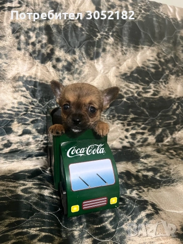 Свободни Чихуахуа , снимка 10 - Чихуахуа - 53760223