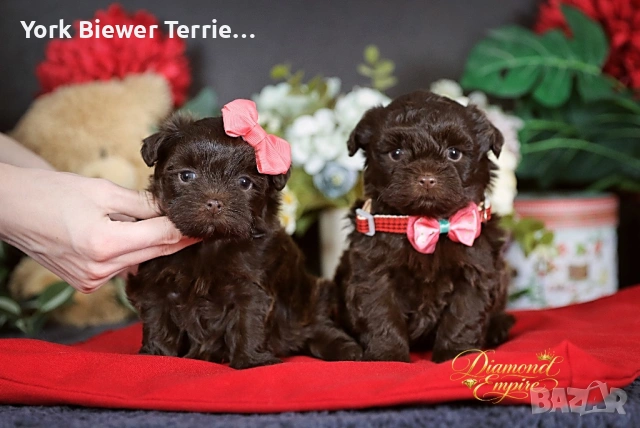 Ексклузивни шоколадови малтипу за семейство с деца! доставка