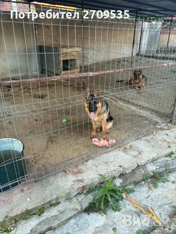 Немска овчарка, снимка 3 - Немска овчарка - 52684808