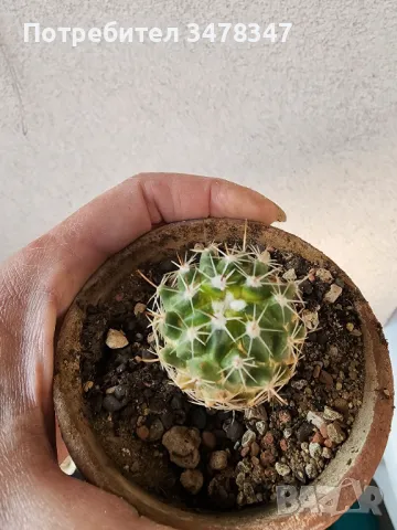 Echinofossulocactus, снимка 2 - Стайни растения - 50243989