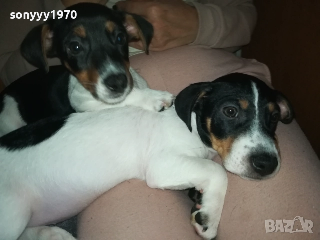 ФИНАЛНА ПРОДАЖБА-ПОСЛЕДЕН ДЖАК РЪСЕЛ-СЛАДКА ДАМА 3010251451, снимка 6 - Джак ръсел териер - 52235740