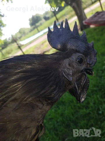 Разплодни яйца от Аям кемани