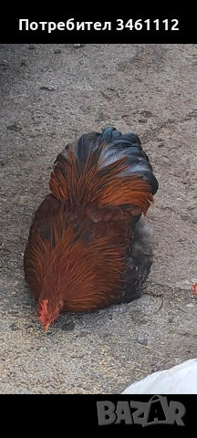 продавам петлета мини кохин 10 бройки може и ярки!, снимка 4 - други­ - 53065894