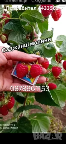 Разсад ягоди и малини , снимка 7 - Разсади - 49802437