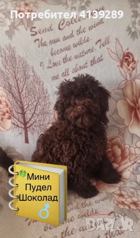 Мини пудел мини