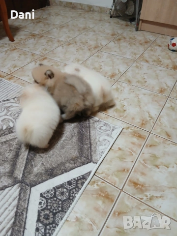 Mini Pomeran, снимка 12 - Померан - 53567326