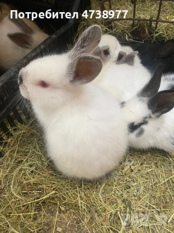 Зайци , снимка 9 - Други животни - 53488376