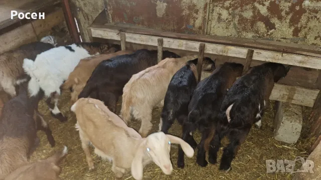 продавам ярета , снимка 1