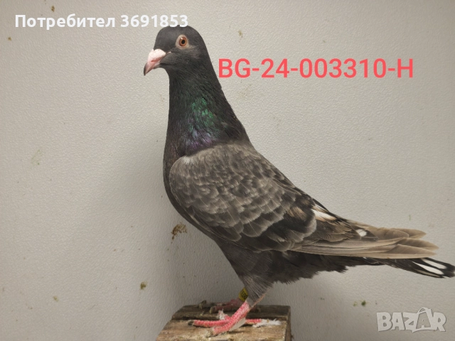 Цветни пощи, снимка 8 - Гълъби - 52336823