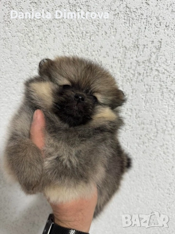 Померан, снимка 2 - Померан - 53821869