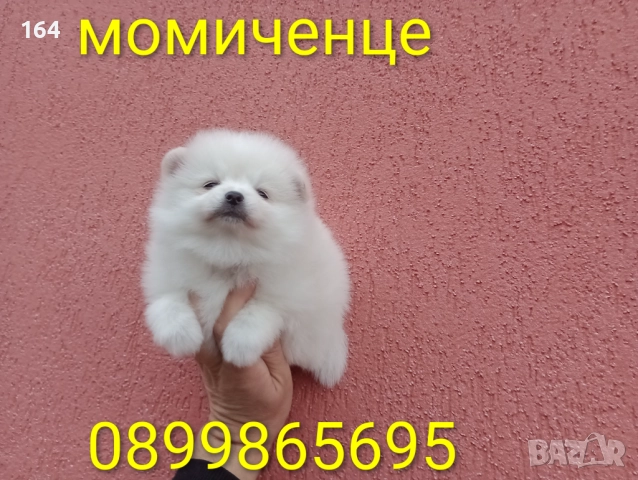 Померани. Реални снимки от 05.01.26 г. 